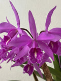Cattleya Maxima ÒCanaimas ExcellenceÓ Orchids