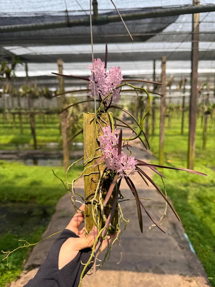 Dried pink orchid spikes tied with thin green stems and brown dried leaves bundle