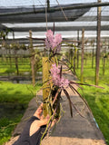Rare Pink Ascocentrum Orchid: Miniature Thai Species Dried Flower