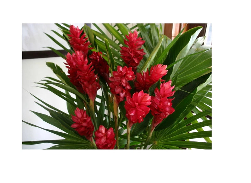 3 HAWAIIAN TROPICAL RED GINGER PLANT ROOTS - Fragrant Easy Grow Indoors Outdoors Orchids