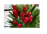 3 HAWAIIAN TROPICAL RED GINGER PLANT ROOTS - Fragrant Easy Grow Indoors Outdoors Orchids