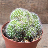 D7273 MAMMILLARIA SP. CRESTED pot10-H8-W10 cm  MaMa Cactus Green Plant