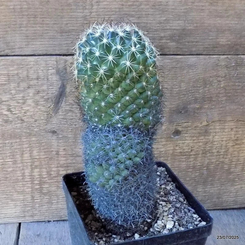 D5442 CORYPHANTHA PALMERI pot12-H20-W9 cm MaMa Cactus Green Plant