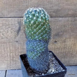 D5442 CORYPHANTHA PALMERI pot12-H20-W9 cm MaMa Cactus Green Plant
