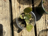 Kalanchoe Gastonis-Bonnieri Donkey Ear Succulent Orchids