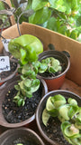 hoya Baby Indu Rope In Vase Rooted Orchids