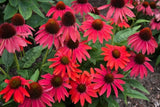 200+ Red Coneflower Daisy Seeds for Garden Planting - USA - FREE SHIPPING! Garden Plants