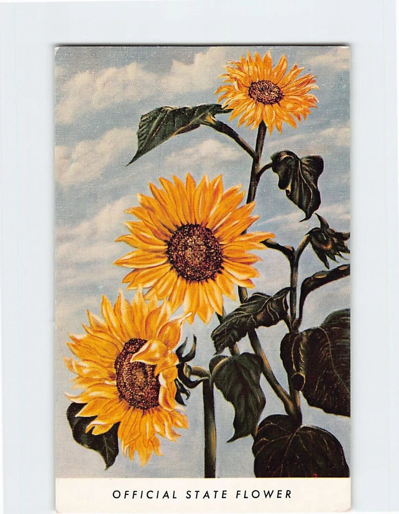 Sunflower postcard with three yellow flowers and dark bird silhouettes; 'OFFICIAL STATE FLOWER'