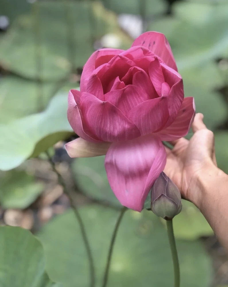 15 big Lotus Flower seed white & Pink Nelumbo Water Lily Sen Ta, hat sen Garden Plants