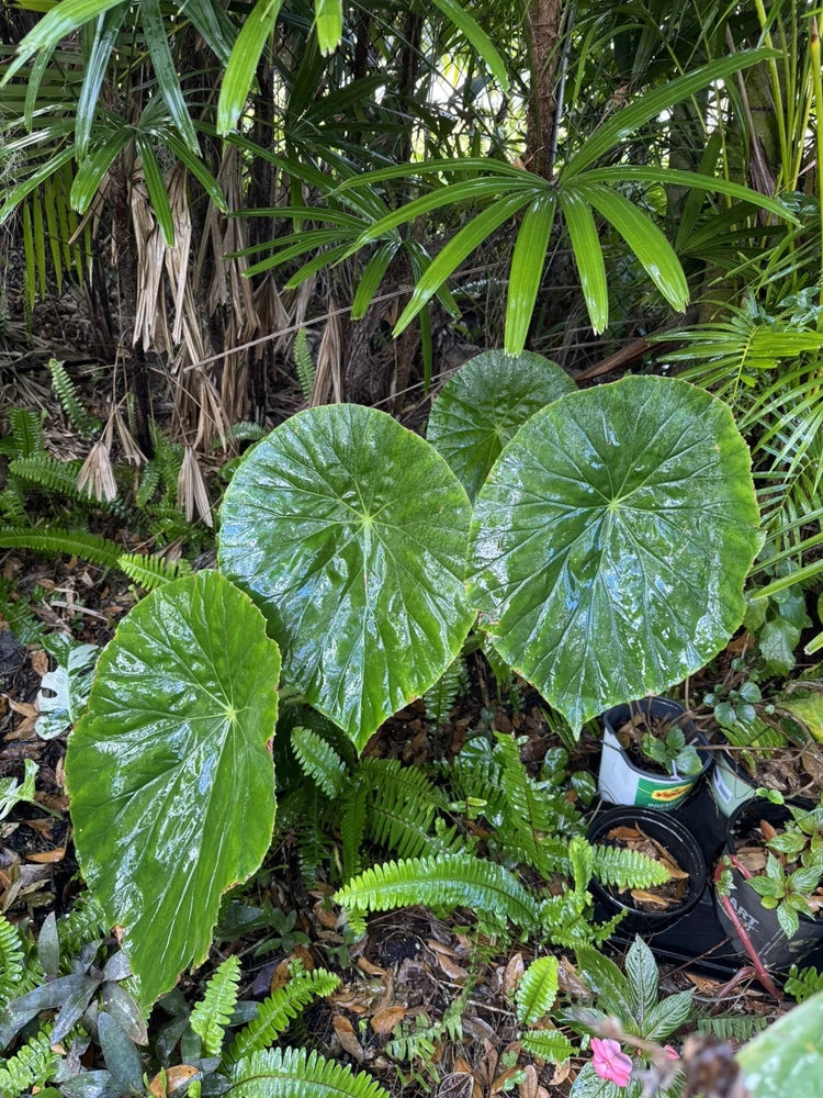 Gigantea Farfugium japonicum plant with large glossy green leaves in garden bed