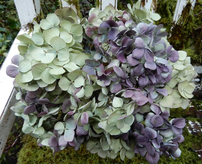 14 Dried Hydrangea Flowers Purple + Light Green Wedding, Bouquets, DIY Crafts Hydrangea