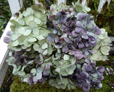 14 Dried Hydrangea Flowers Purple + Light Green Wedding, Bouquets, DIY Crafts Hydrangea
