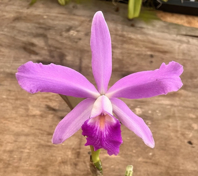 Purple Cattleya orchid with five broad petals and a ruffled center lip