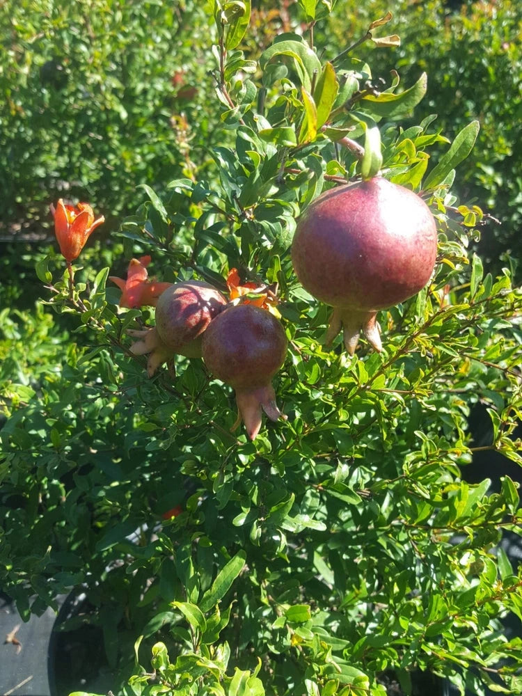 Dwarf Pomegranate Tree 3 Gal. Live Healthy Plant Health Fruit Garden Trees NOW Garden Plants