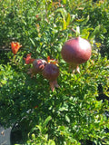 Dwarf Pomegranate Tree 3 Gal. Live Healthy Plant Health Fruit Garden Trees NOW Garden Plants