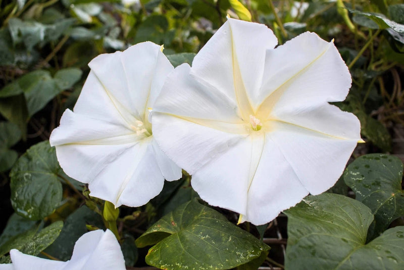 50 MOONFLOWER MORNING GLORY White Moon Flower Ipomoea Alba Flower Vine Seeds Flowering Plants