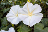 50 MOONFLOWER MORNING GLORY White Moon Flower Ipomoea Alba Flower Vine Seeds Flowering Plants
