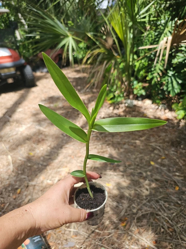 Young orchid plant in small pot, green leaves on slender stem