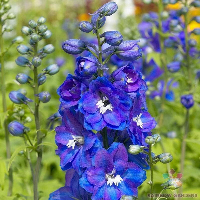 200+ Guardian Blue Delphinium Seeds for Garden Planting - USA - FREE SHIPPING! Garden Plants