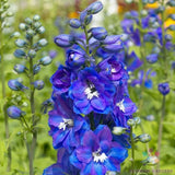 200+ Guardian Blue Delphinium Seeds for Garden Planting - USA - FREE SHIPPING! Garden Plants