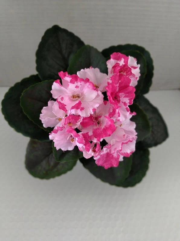 8" ARTIFICIAL Semi-Miniature African Violet  - no pot. Flowering Plants