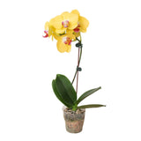 Orchid 'Yellow Phalaenopsis' - Moth Orchid ¥ Long-Lasting Blooms ¥ 4" or 5" Pot Orchids