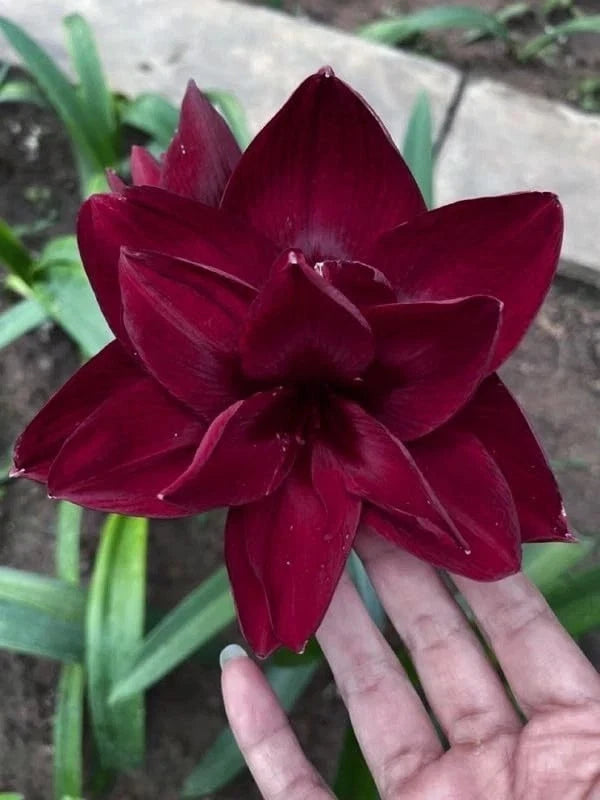 Deep burgundy lily bloom with pointed petals, held on a hand