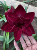 Imported AmaryllisLilyDrakBrown Color Flower Bulbs For Gardening Pack Of 2 Bulbs Lily