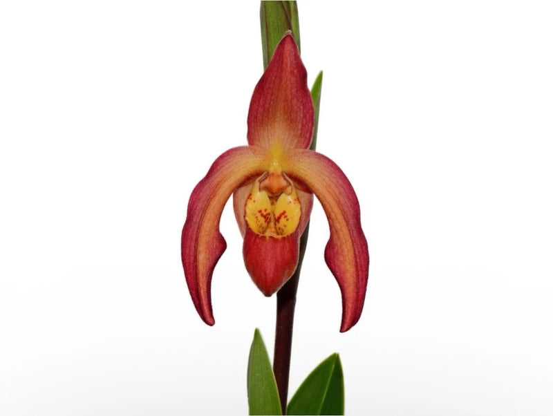 Orange-red orchid flower with yellow center and long green leaves