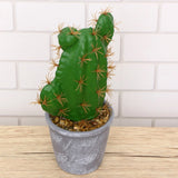 Faux Tropical Plants Artificial Potted Green Bonsai Cactus Decor Green Plant