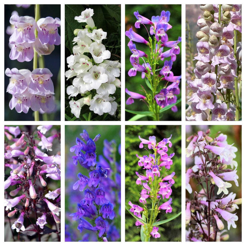 250 NATIVE MIX Beardtongue PENSTEMON Grandiflorus Strictus Cobaea + Flower Seeds Flowering Plants