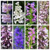250 NATIVE MIX Beardtongue PENSTEMON Grandiflorus Strictus Cobaea + Flower Seeds Flowering Plants