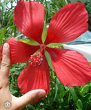 Texas Star Hibiscus . Plant Lg Red Flower Pond Marginal Bog & Garden & Free Bog Garden Plants