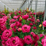 20 SEEDS red LISIANTHUS (Prairie Gentian) Eustoma flower garden plant USA Seller Flowering Plants