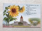M1639 Postcard State Flower of Kansas Sunflower, Kansas KS Color Sunflower