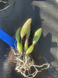 Orchids live Rupicola Laelia kettiana - bare root Orchids