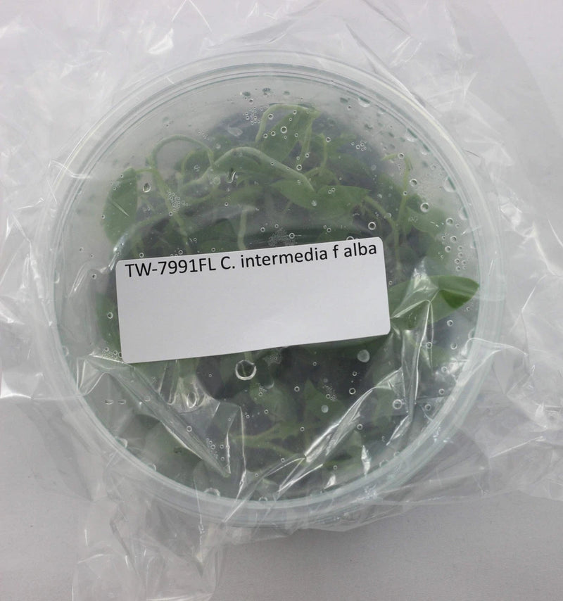 Sealed round plant culture flask with green plant material and white label