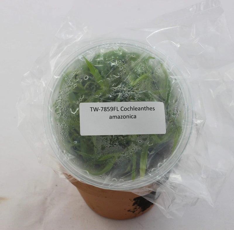 Cochleanthes amazonica orchid in clear bag; green leaves in small pot