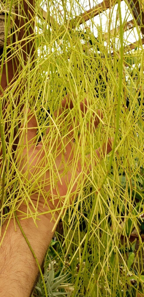Hanging mistletoe cactus with dense, thin green stems