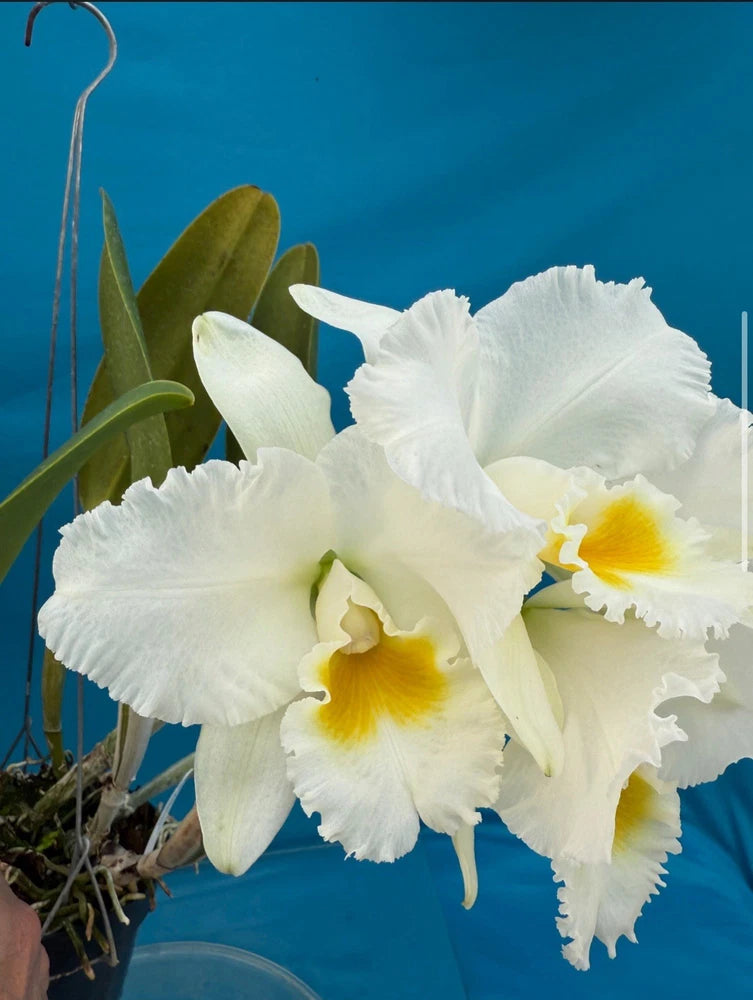 White orchid plant with yellow-centered blooms in a small pot