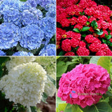 50 Seeds Mixed Hydrangea Perennial Hardy Shrub Blooms Ball Flowers Home Garden Hydrangea