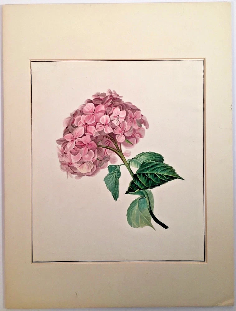 Listed Artist Maria Margaretha Van Os (1779-1862) Watercolor Painting Hydrangea Hydrangea