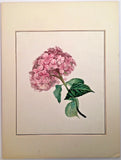 Listed Artist Maria Margaretha Van Os (1779-1862) Watercolor Painting Hydrangea Hydrangea