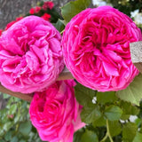 Pretty in Pink Climbing Rose Seeds - Pack 30 Seeds - Rose Flower Gardening Garden Plants