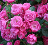 Angela Rose Seeds - Pack 30 Seeds - Rose Flower Gardening Garden Plants