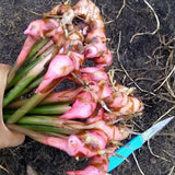 Fresh Red Galangal (Alpinia purpurata) Rhizome 350 gram Flowering Plants