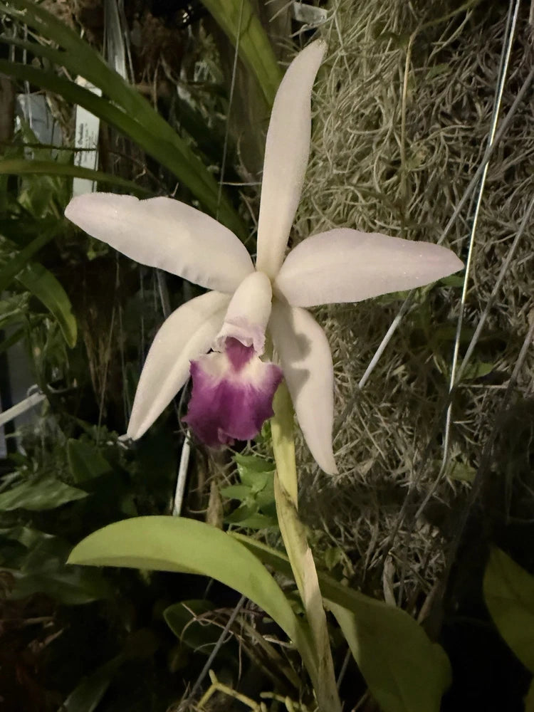 Cream orchid flower with purple lip and green leaves