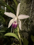 Laeliocattleya interceps Orchids