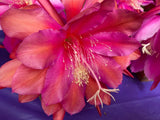 25+ SEEDS Epiphyllum Orchid Cactus SPICED TOPAZ x ANDROMEDA free shipping Orchids