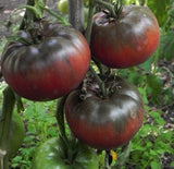 (20) BLACK KRIM Heirloom Tomato Seeds plants garden Garden Plants